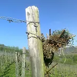 Weingut Schumacher - Mit Privatem Saunabereich *