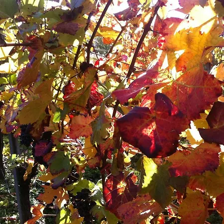Weingut Schumacher - Mit Privatem Saunabereich Apartman *