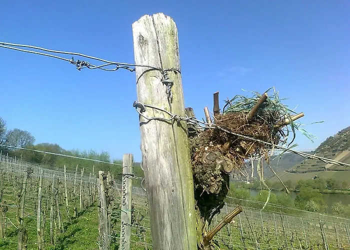 Weingut Schumacher - Mit Privatem Saunabereich *