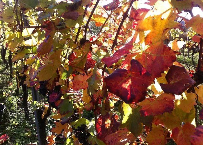 Weingut Schumacher - Mit Privatem Saunabereich Lejlighed *